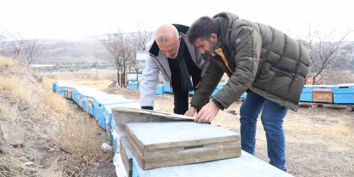 Arılar yıllar sonra ilk defa kış uykusuna erken yattı