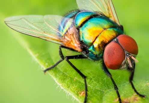 Bees