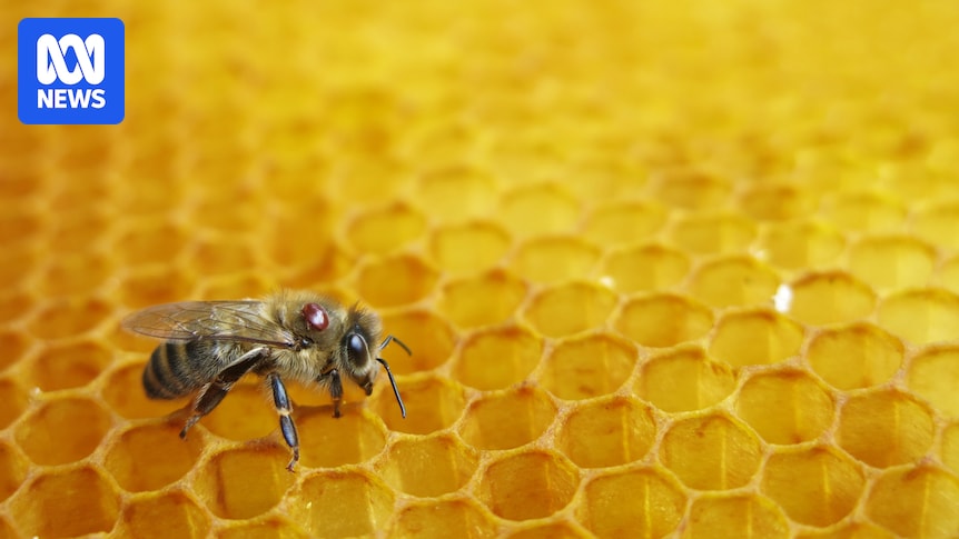 Varroa is spreading through Australia, but some bees can fight back