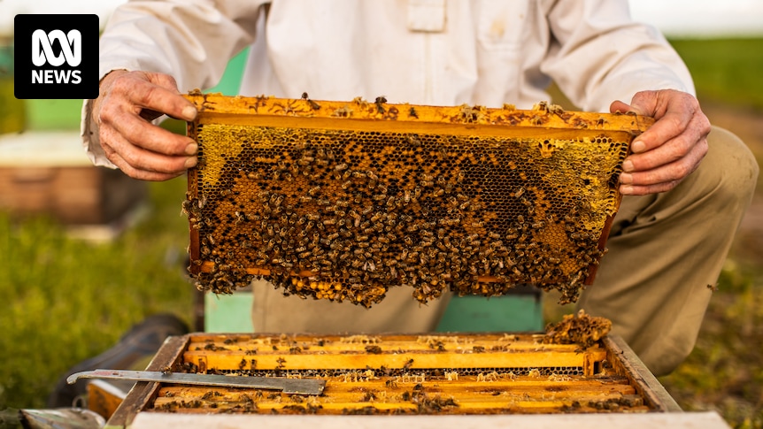 Meet Tasmania's new queen bee makers in fight against varroa mite