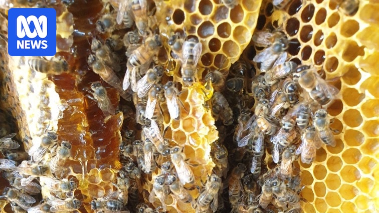 Photo shows A bee hive with honeycomb and bees everywhere.