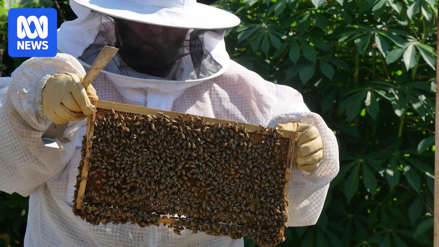 Outback beekeeper battles blistering heat to expand local business
