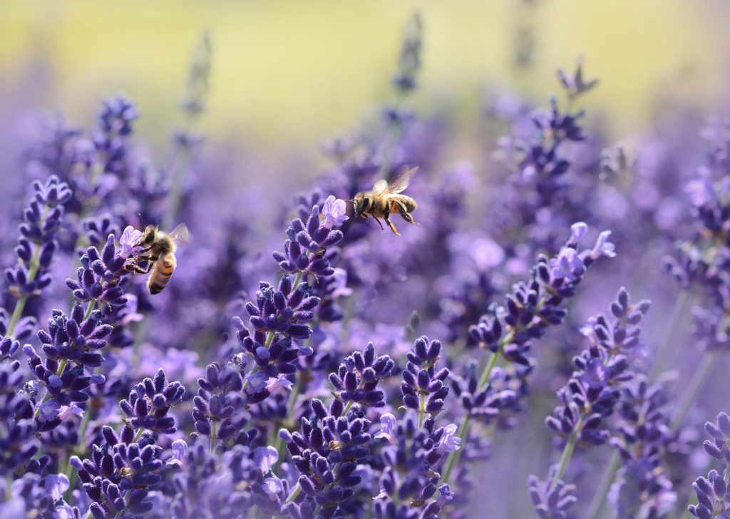 Colaboración con Honey Bee ​​Health Coalition