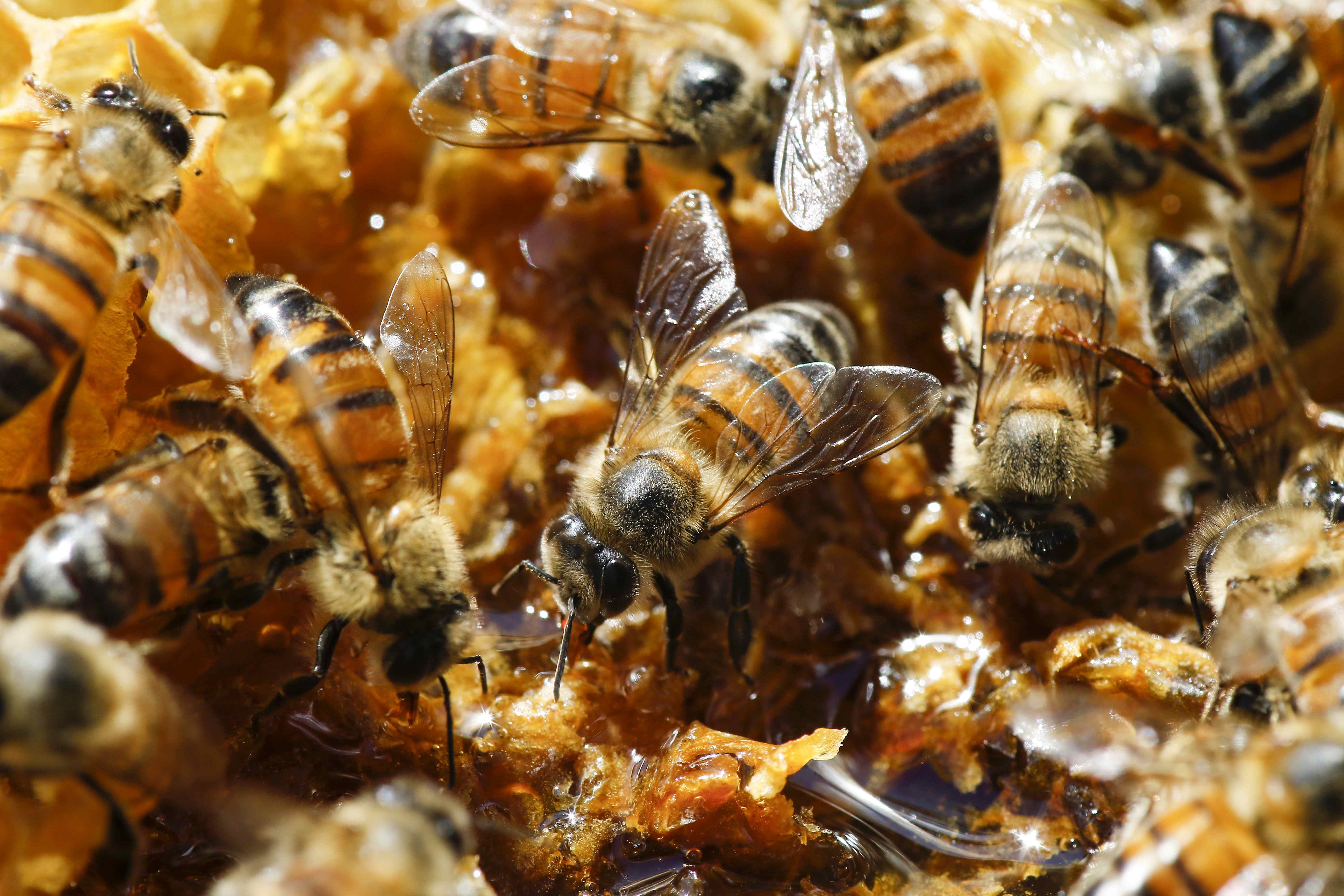 El precio y la varroa, los retos de la apicultura extremeña