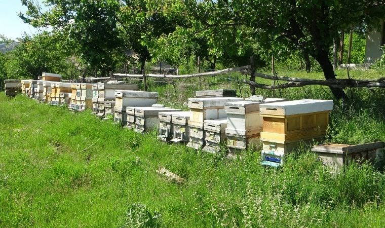 Counting down to harvest in Malatya: Unable to meet demands Producers engaged in beekeeping in…