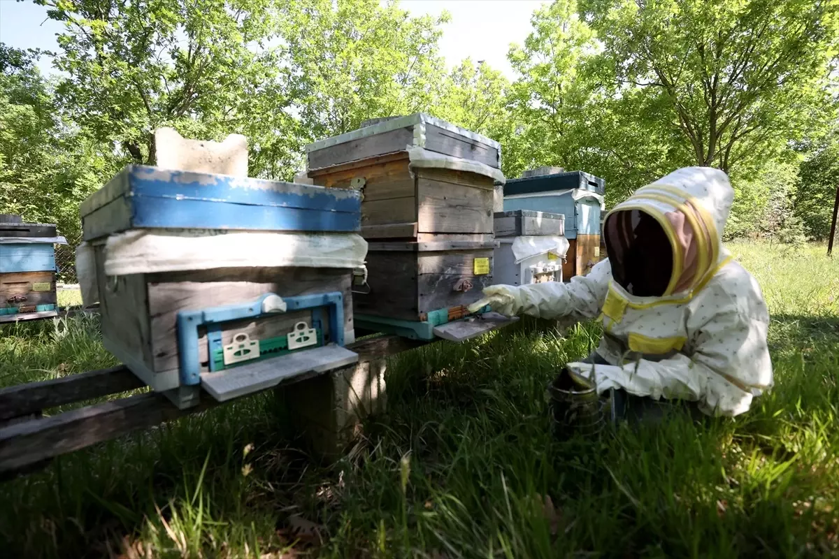 Apiculture au village : La vie paisible de Berrin Şako Berrin Şako a découvert l'apiculture en…