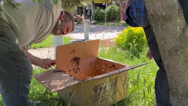 サカリャのカラス地区の公園にある松の木に蜂が分蜂しました。数百匹の蜂の中に入ったスレイマン・エルトゥルクは危険を顧みず、素手で女王蜂を見つけ、分蜂した群れを段ボール箱に入れました