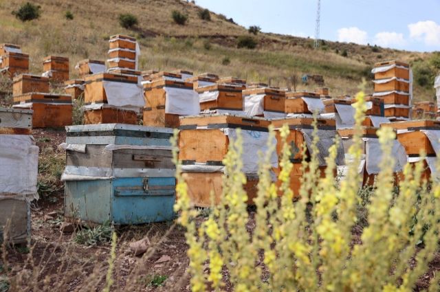 Wo Bienen sind, ist Leben: Botschaft zum Weltbienentag aus Kars