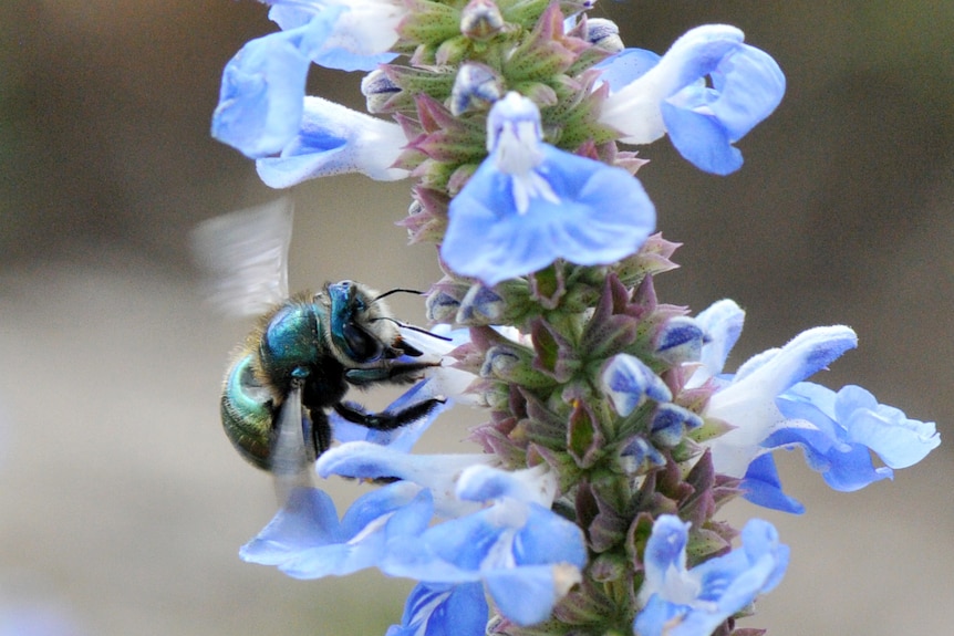 Warning pre-made bee hotels could be harming native species
