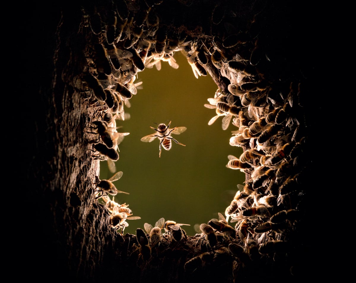 Todo lo que nos cuentan las abejas de la miel salvajes que viven en los bosques