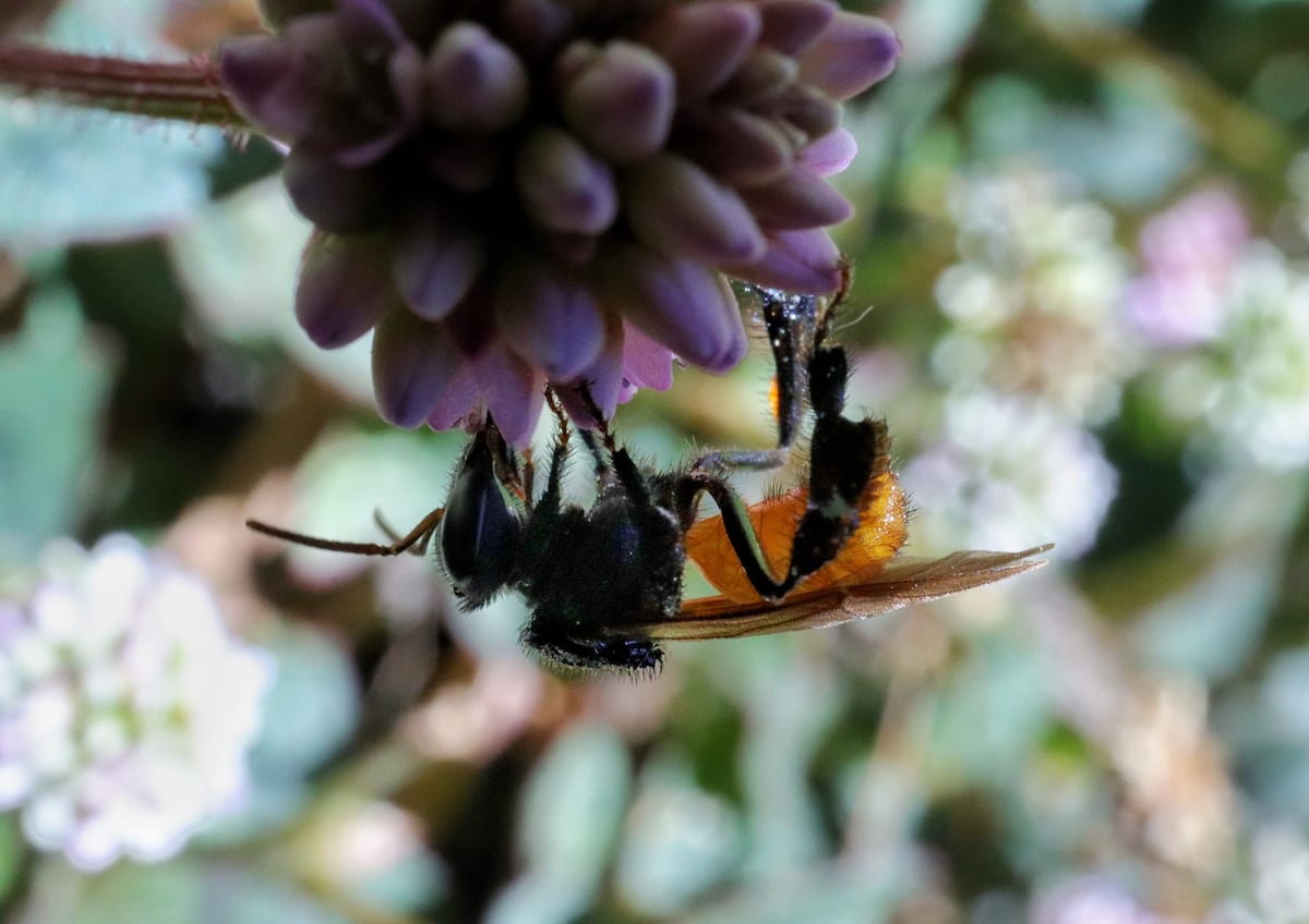 Las abejas que domesticaron los mayas, claves para fortalecer los ecosistemas de Guatemala