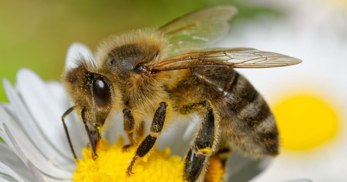 Bees' Needs Week