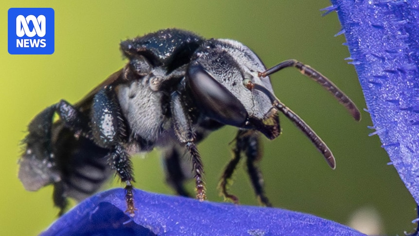 Photo shows close up of black stingless bee sitting on top of blue flower petal with green background