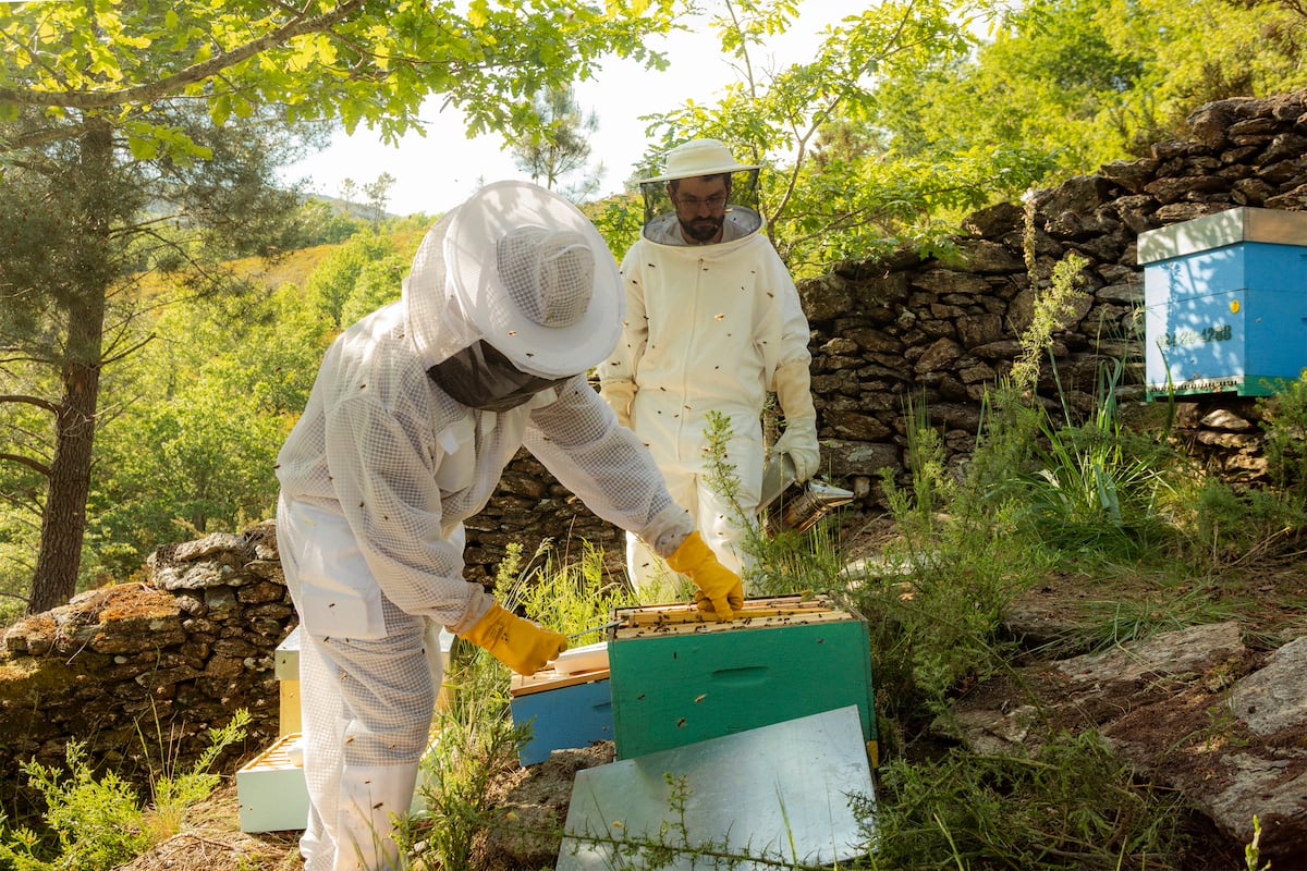 El tesoro secreto de la miel milenaria