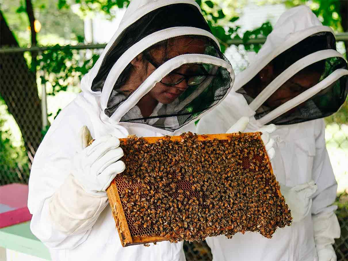 Apicultura para la salud mental: así mejoran las abejas el bienestar psicológico