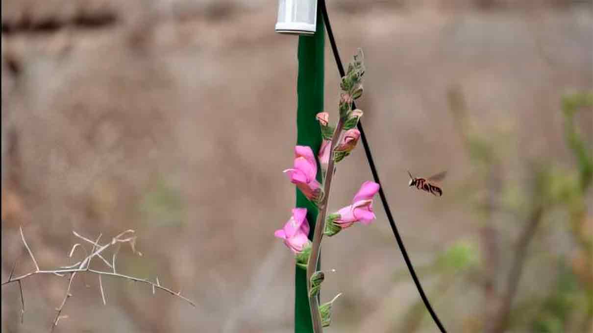 Las plantas pueden “escuchar” y “hablar” a las abejas