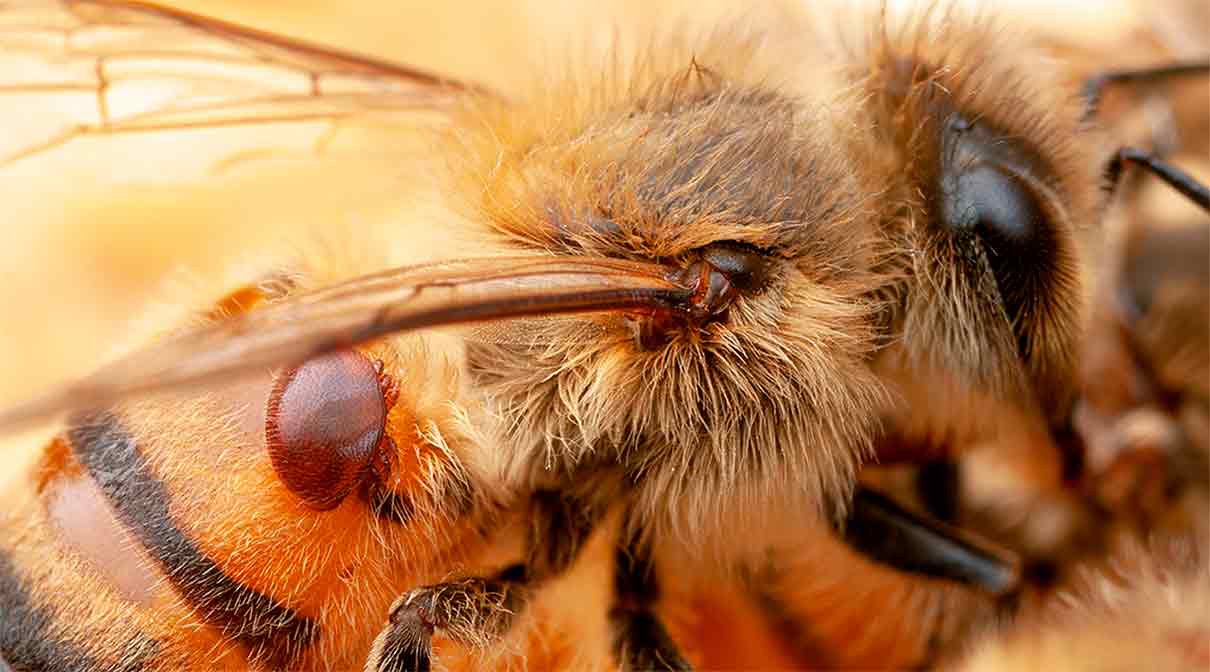 Argentina avanza en la producción de abejas resistentes a varroa
