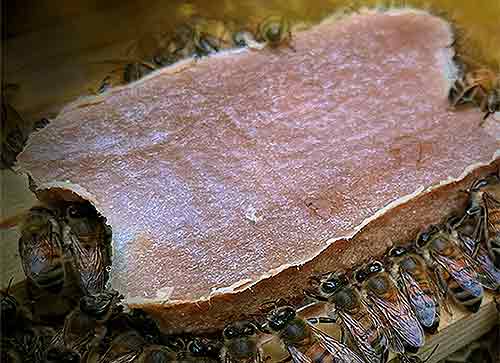 Presentan un sustituto del polen para alimentación integral de abejas