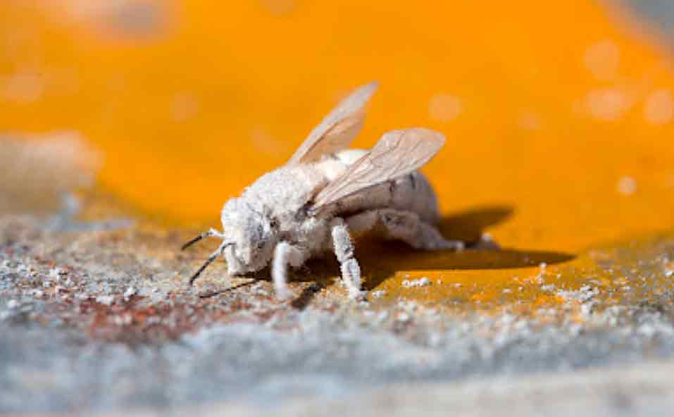 Test para varroa: ¿cuál es más eficaz? Una investigación los compara