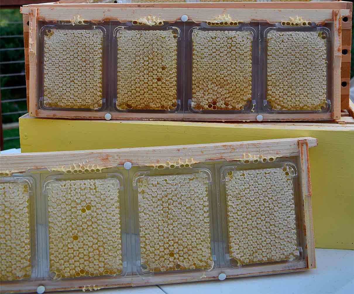 SimplKomb, casetes para elaborar miel en panal de la forma más sencilla