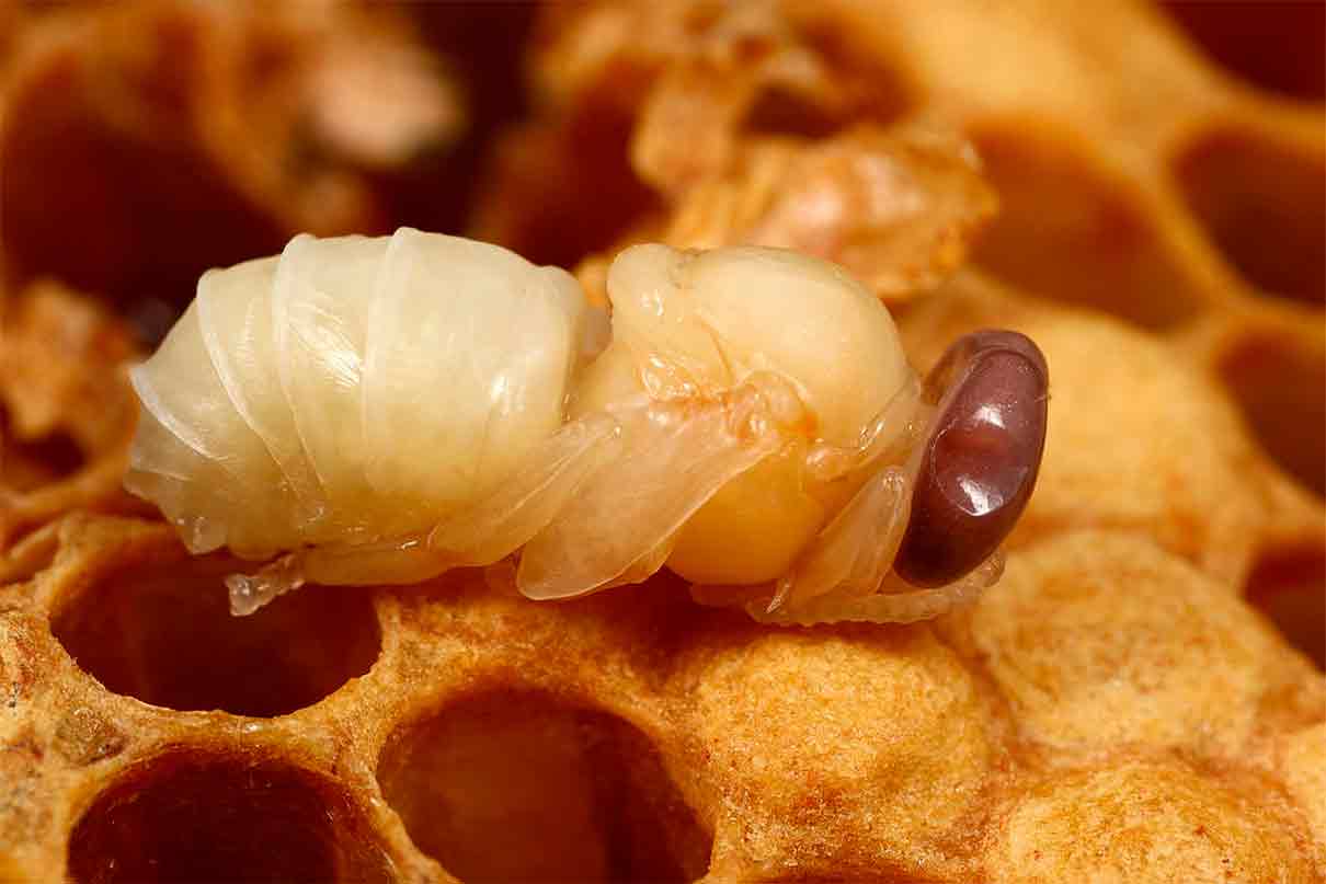 Harina de cría zánganos para alimentar abejas: un ‘reciclaje’ revolucionario y sostenible