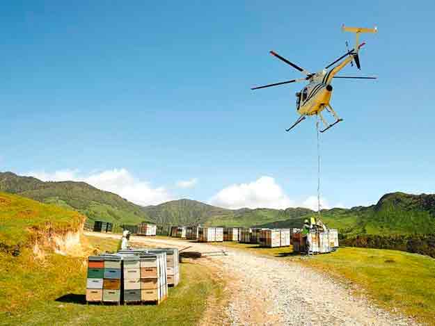 Apicultura en Nueva Zelanda: así trabajan los apicultores más avanzados