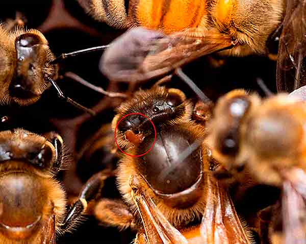 Tropilaelaps: qué es y cómo se combate esta amenaza para la apicultura
