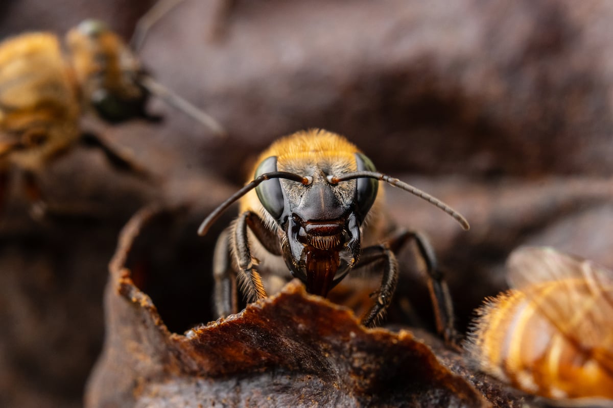 Colmenas en resistencia para salvar a las abejas nativas de Perú frente a la pérdida de bosques