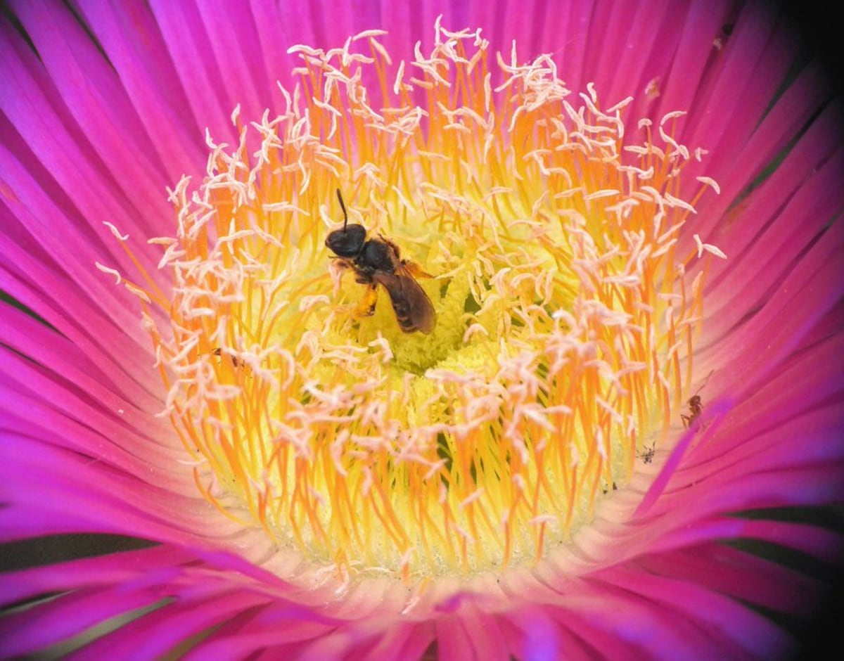 Despertar la curiosidad por las abejas silvestres, un objetivo del Real Jardín Botánico