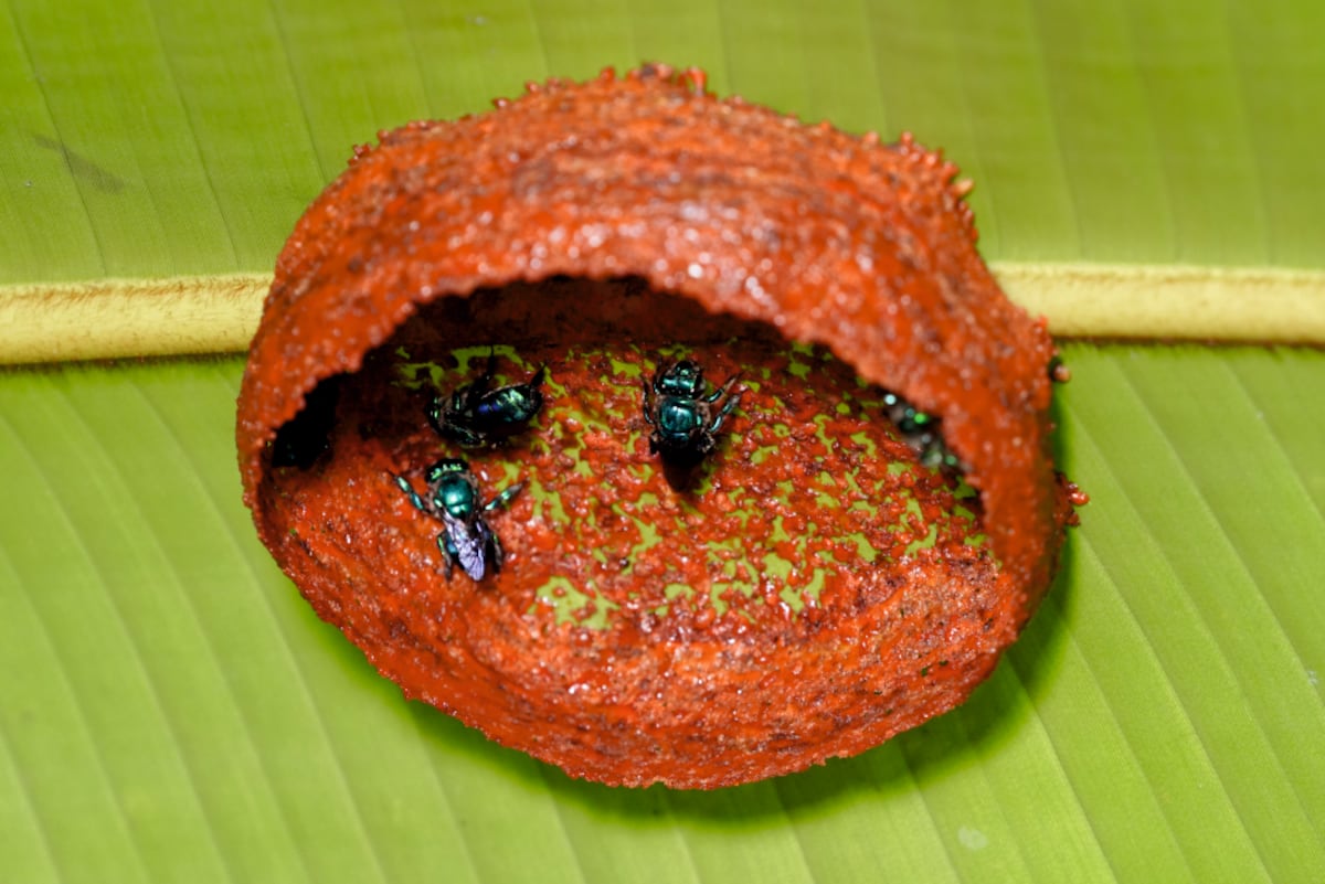 Sin jerarquías, ni machos, ni reina: el inédito matriarcado de una “comuna” de abejas en la selva costarricense