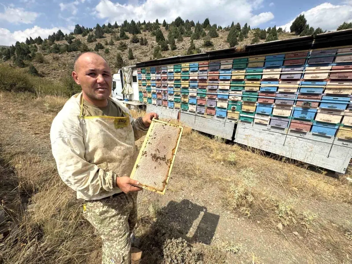 Production de miel naturel avec le système d'apiculture mobile Hüseyin Tepe, un apiculteur…