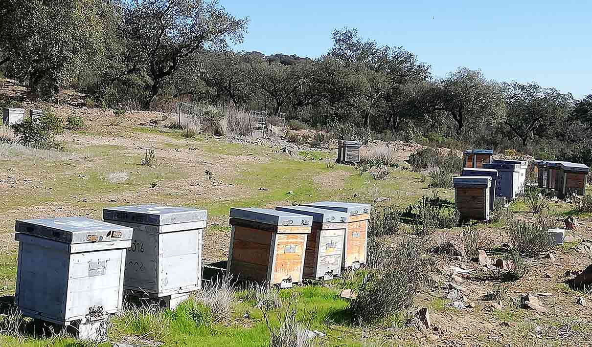 La apicultura española cosechó 33.000 toneladas de miel en 2024, un 20 por ciento más que en 2023