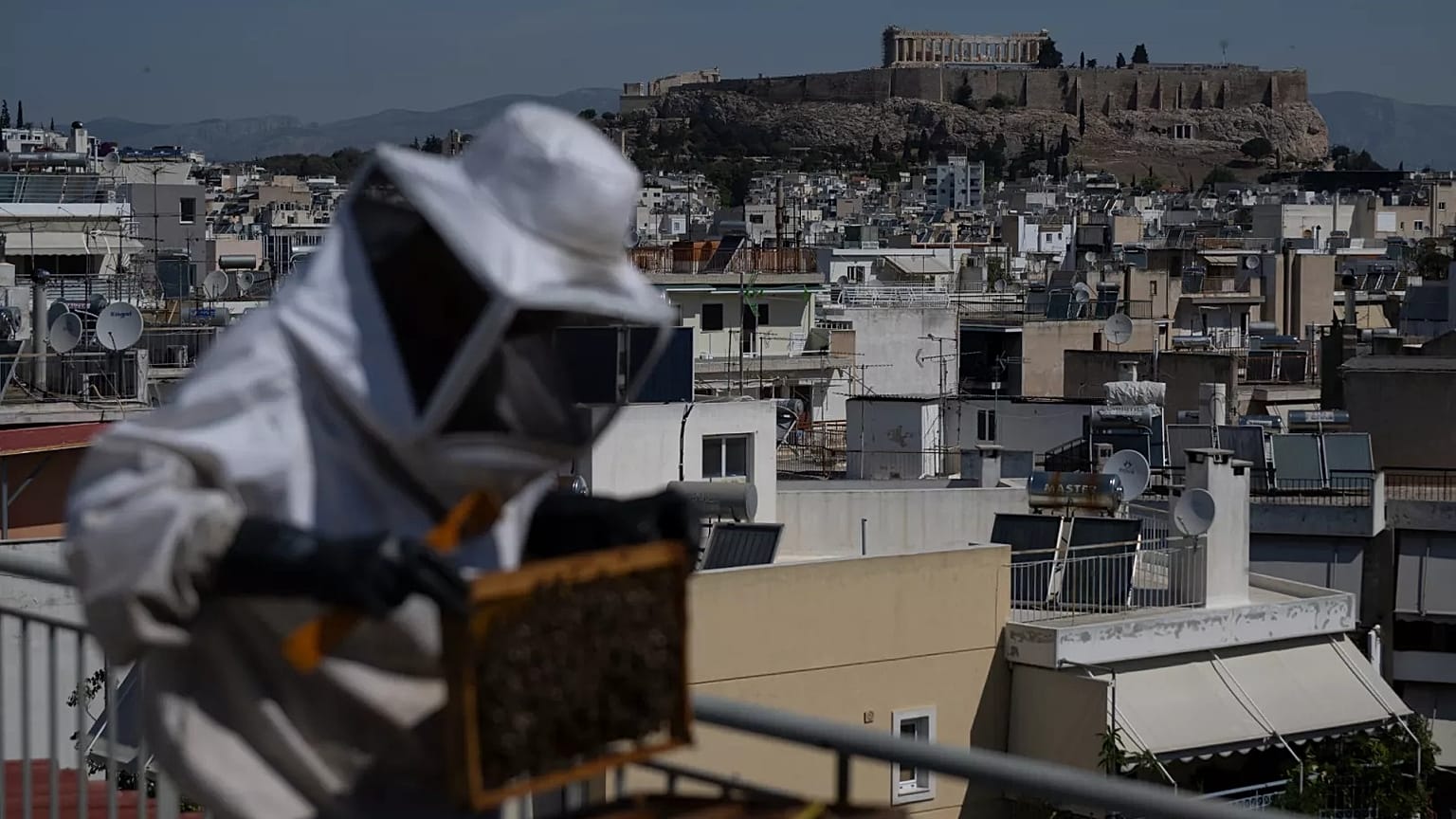 Apiculture Urbaine à Athènes La colline de l'Acropole antique se dresse en arrière-plan alors…