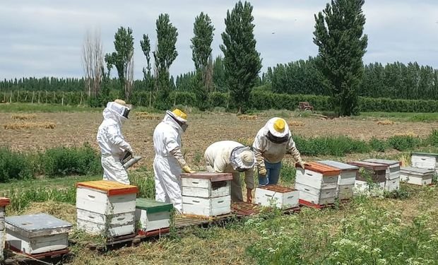 Subvention für die Imkerei: Die Regierung wird bis zu 1500 $ pro Bienenstock für den Kauf von…