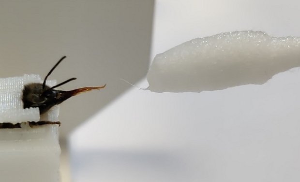 Bienen werden trainiert, um Covid-Fälle zu erkennen Diese Insekten sind weltweit zugänglich,…