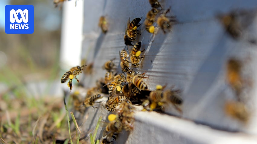 Photo shows A group of bees on a bee hive screen.