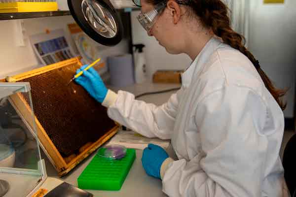 Científicos de Oxford crean un “superalimento para abejas” que mejora el desarrollo de la cría