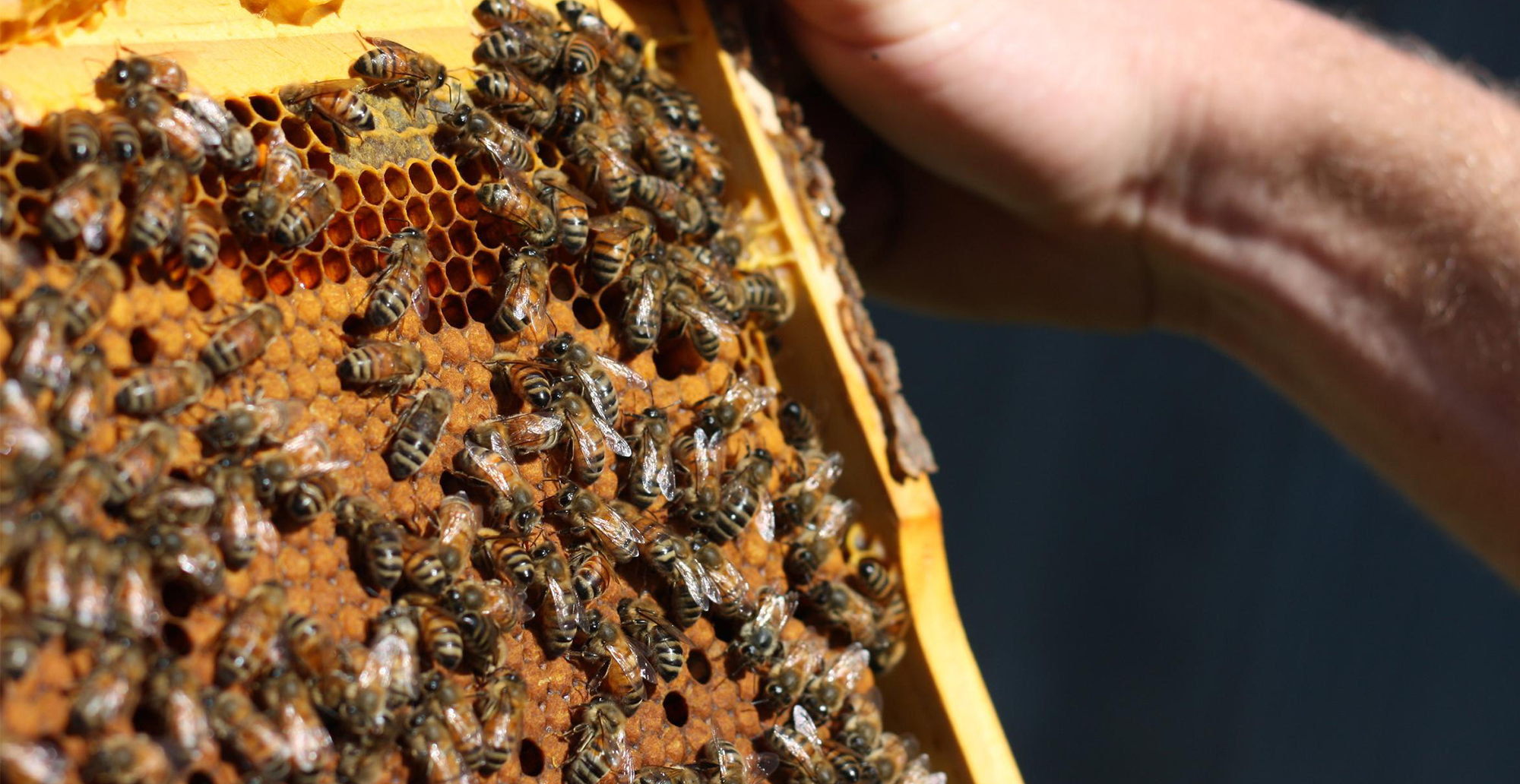 La Conversation : L'Australie a officiellement renoncé à éradiquer le varroa