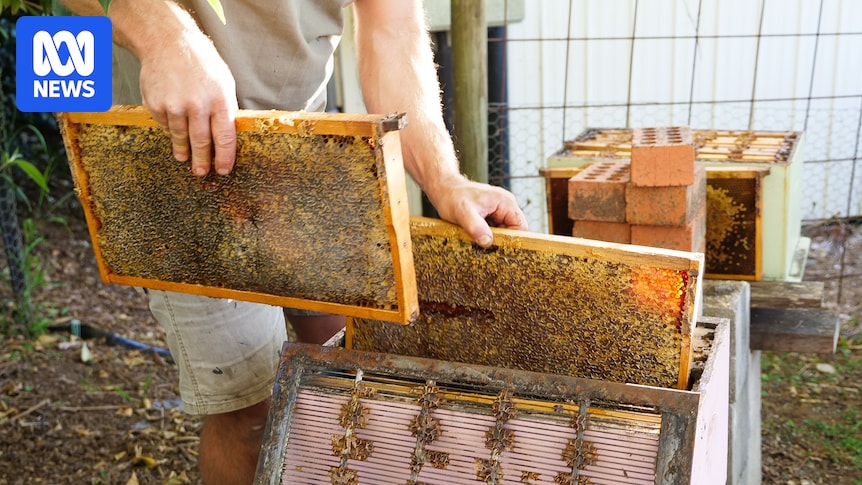 Invasive beetle attacks already weakened bee hives ahead of spring