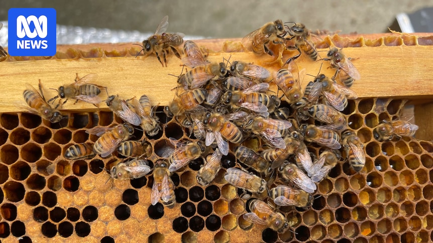 Varroa mite bee parasite spreads to south-east Victoria