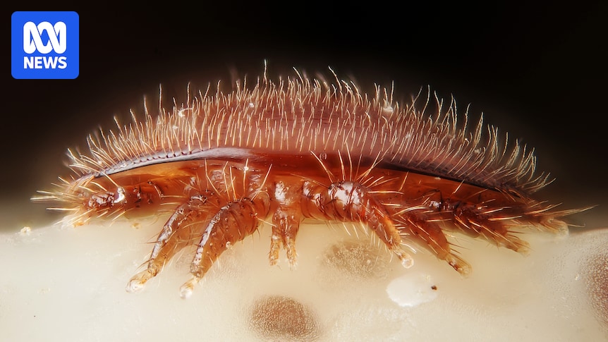 Varroa akar böceği Güney Avustralya'da ilk kez tespit edildi Dünyanın en kötü arı paraziti…