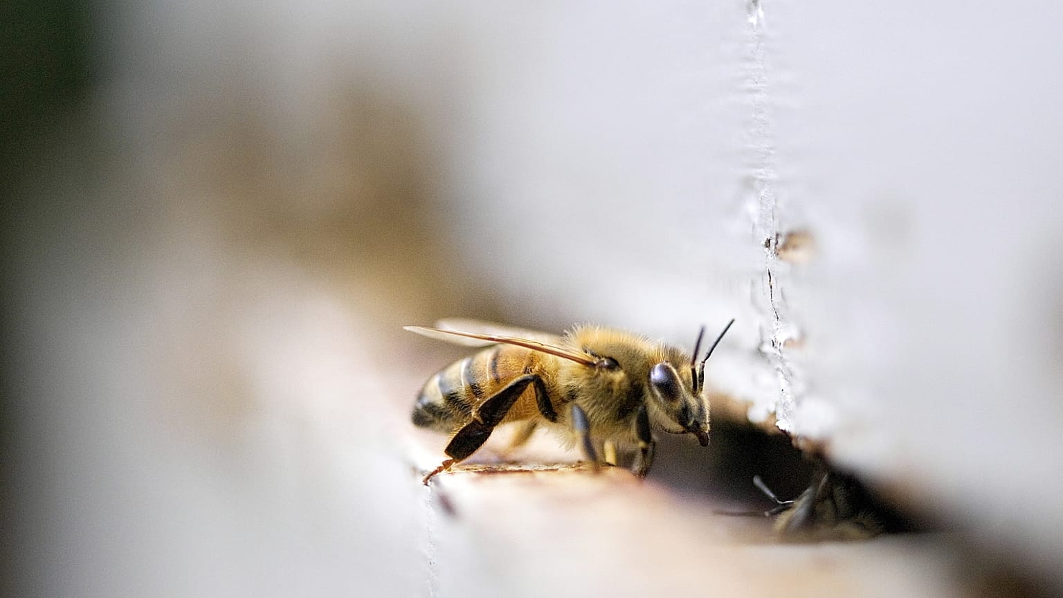 هجوم غير متوقع في مركز كندي لبيع العسل.. كيف تصدّت صاحبة المتجر لأسراب “النحل السارق”؟