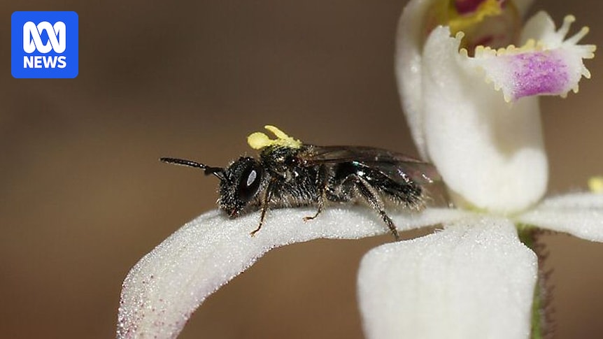 Australische Orchideen leiden seit den 1970er Jahren unter einem raschen Rückgang der…