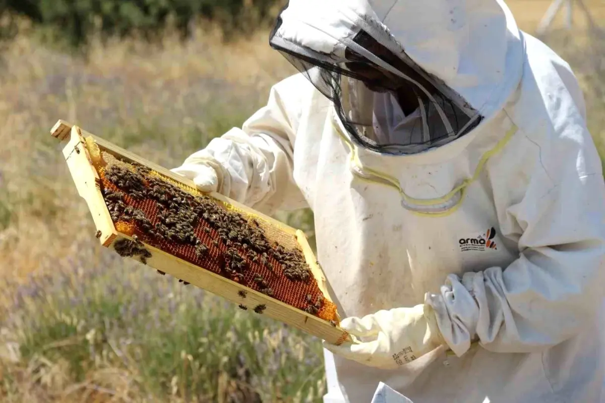Lavender Honey Production Affected by Drought Erhan İnan, a lavender grower in Eskişehir,…