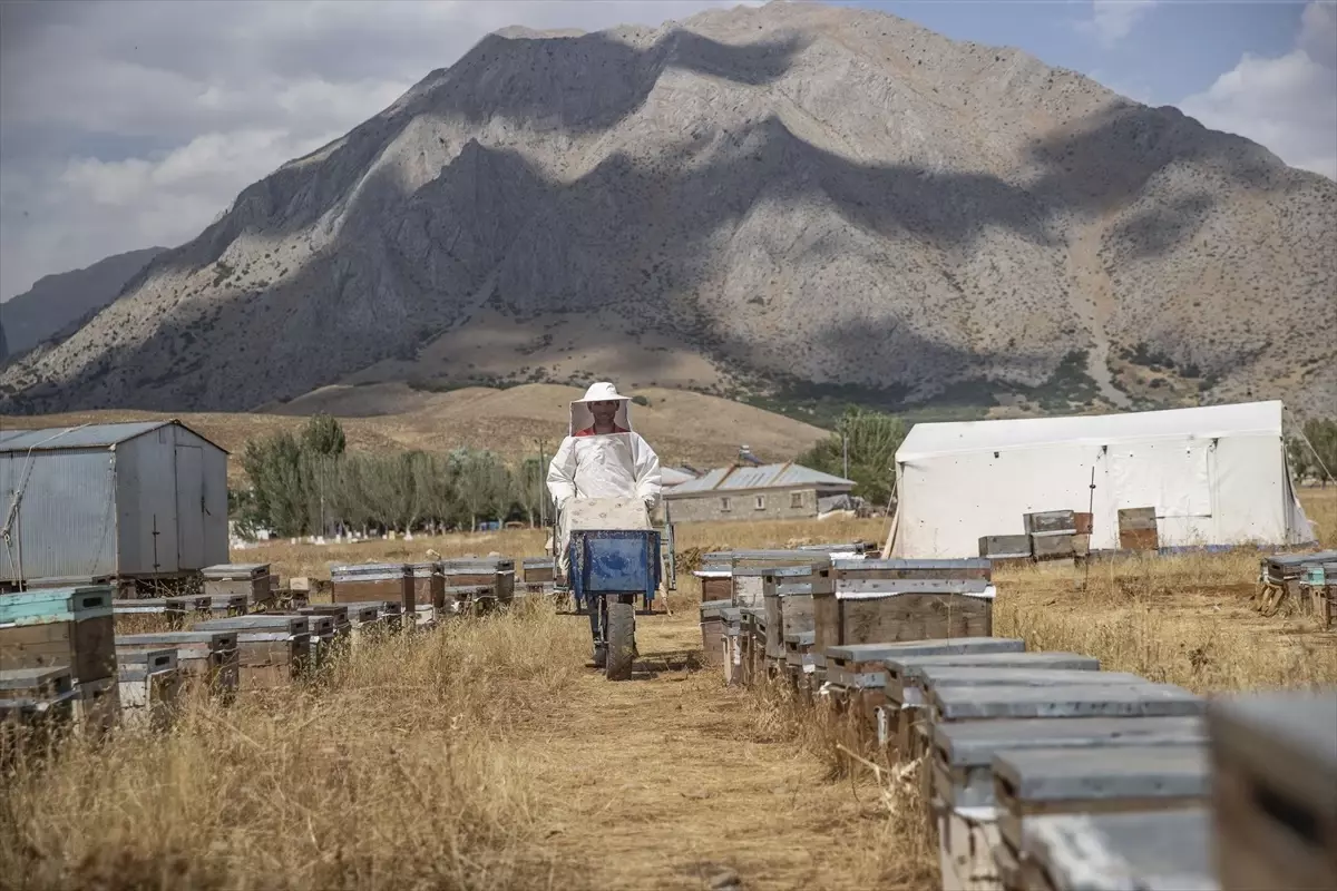 Les 197 producteurs d'apiculture du district d'Ovacık à Tunceli ont commencé à récolter le…