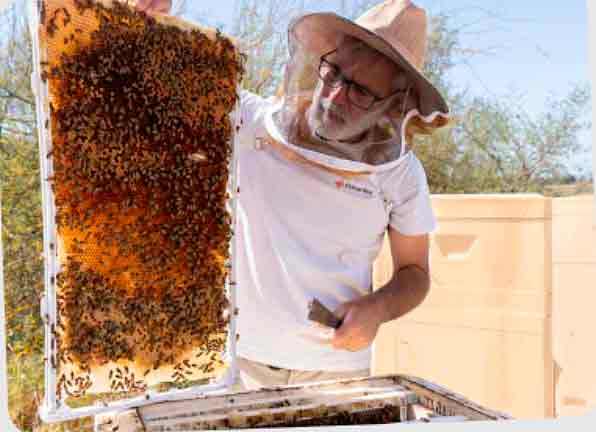 Así es Primal Bee, la colmena de panales gigantes