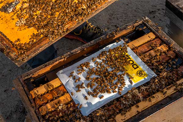 Así es Norroa, un innovador tratamiento contra la varroa basado en ARN