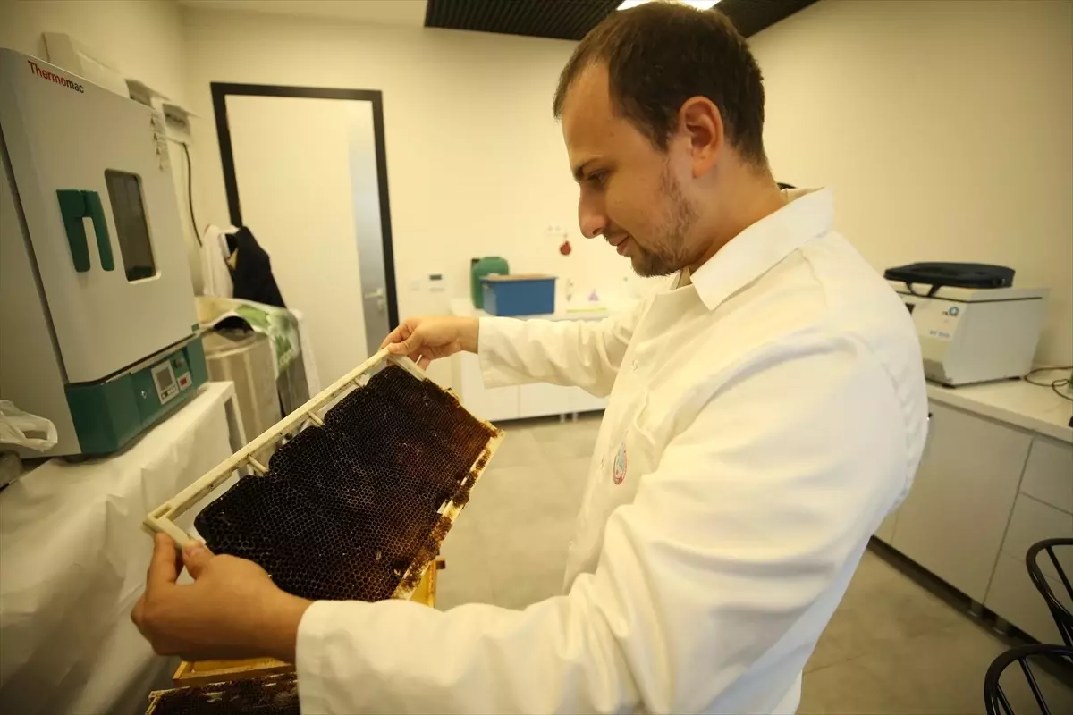 Balıkesir Üniversitesi, nanoteknolojiyle bor madeni kullanarak arı ölümlerini önleyen solüsyon geliştirdi.