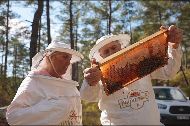 Balparmak: Türk Çam Balı coğrafi işaretl...