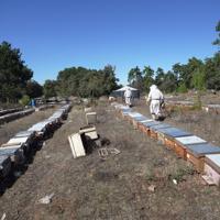 Turkish producers aim for pine honey exports